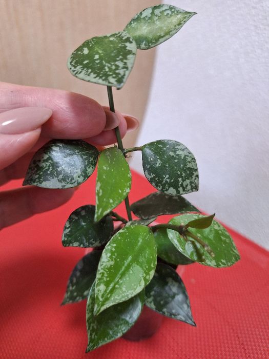 Хойя Lacunosa escimo silver splah