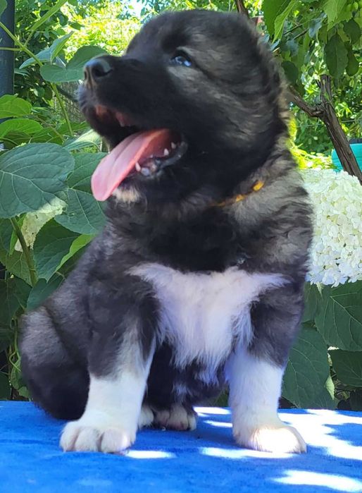 цуценята кавказької вівчарки