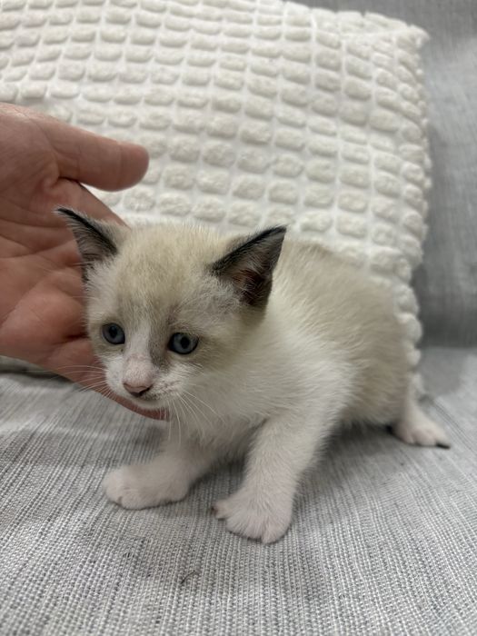 Gatinhas para adoção
