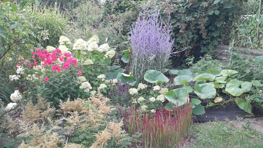 Działkę w ROD Nowe Życie sprzedam