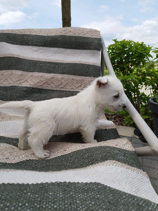 Piesek West highland white terrier