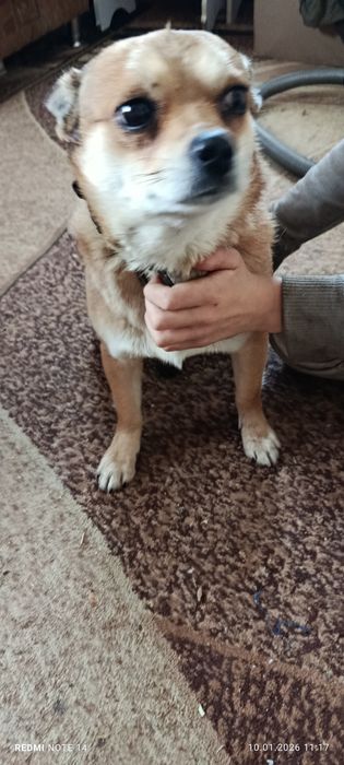 Продам щенков чихуахуа привиты документы в порядке  цена 5000 гр.