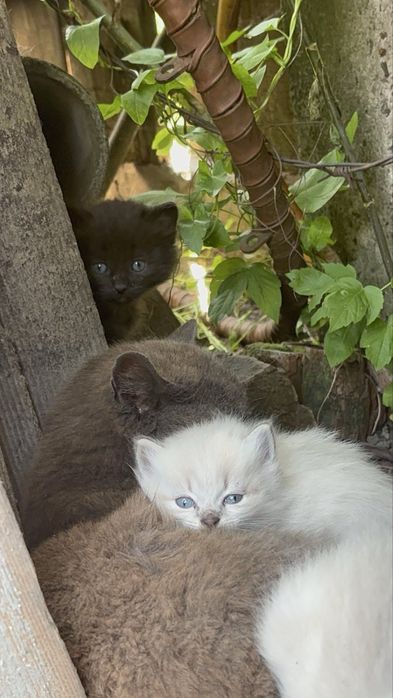 Віддам подарую котеня (чорне)