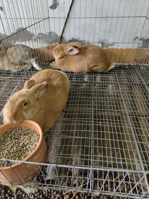 Coelhos caseiros Leonardo e Flandres