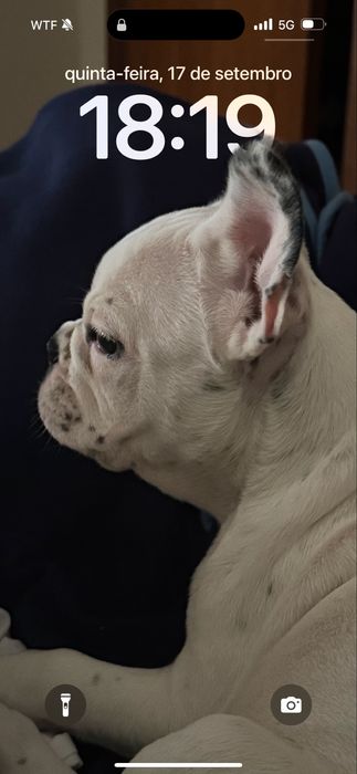 Linda menina  bulgog frances com 06 meses vacinada e desparasitada