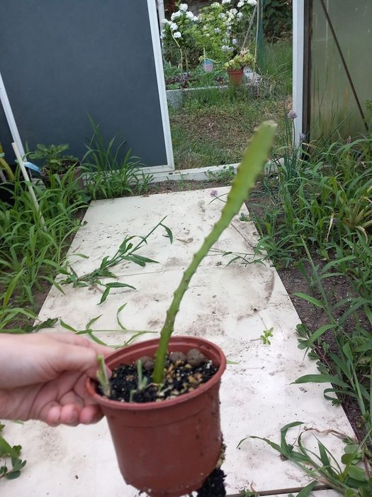 Vendo pitaia amarela