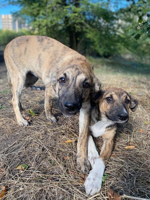 Цуцики(цуценята, щенки) шукають дім, вік 5міс