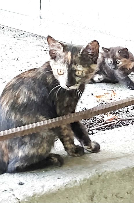 Прилаштовуються кошенята