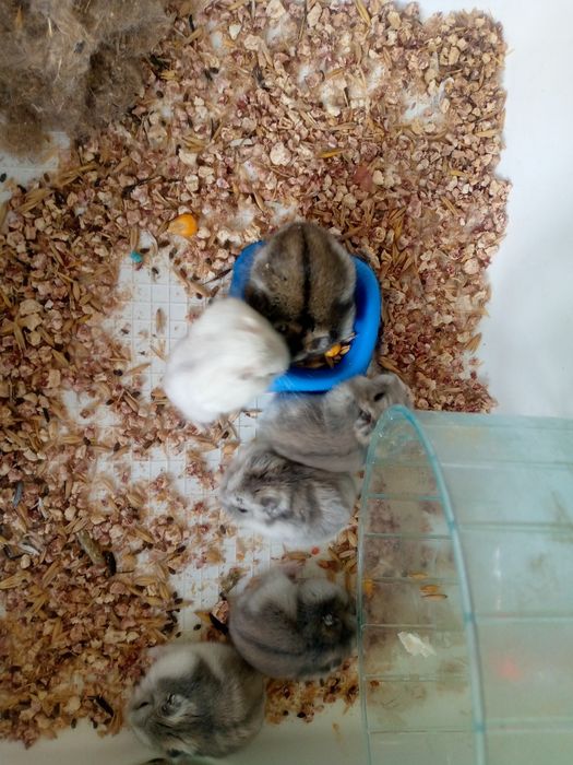 Джунгарскией хомяк