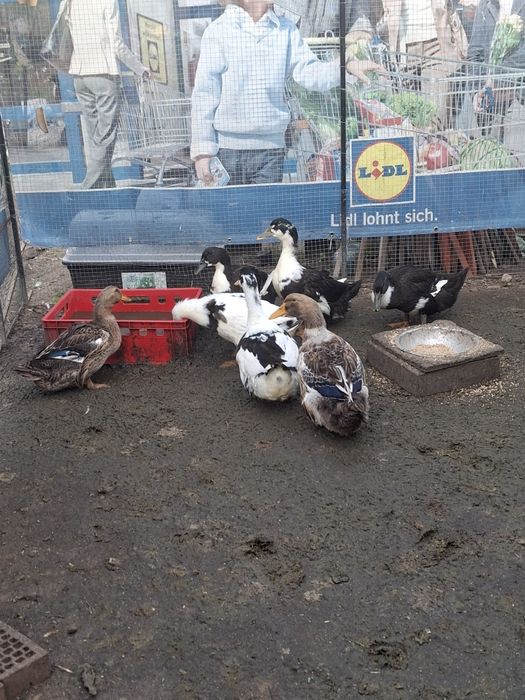 Sprzedam kaczki staropolskie młode i gęsi roczne