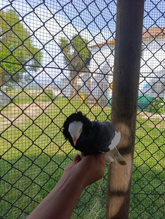 Pombo capuchinho puro