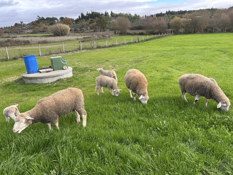 Borregos Ile de france
