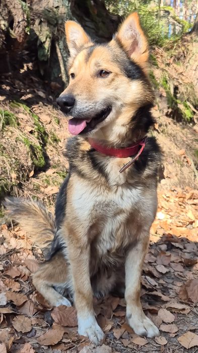 Łagodny pies szuka domu  / do adopcji