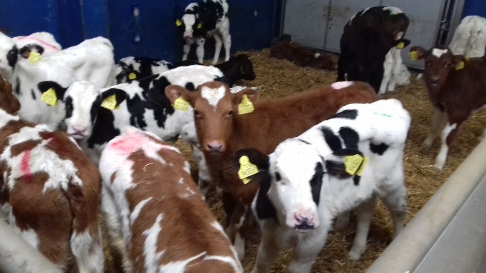 Cielaki Byczki, Jałówki Mięsne, mix ras Cielęta dowóz, raty