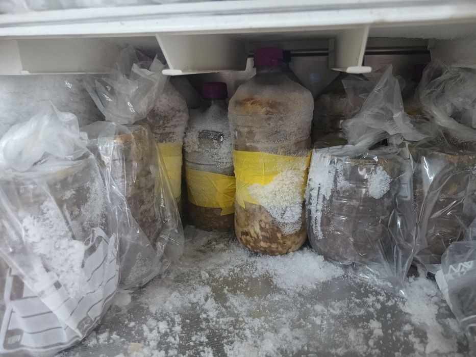 Engodo / pescas diversas