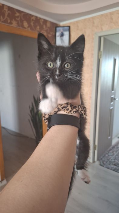 Котик 1.5 місяці