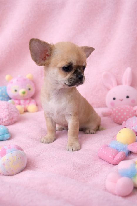 Чихуахуа дівчинка КСУ/FCI