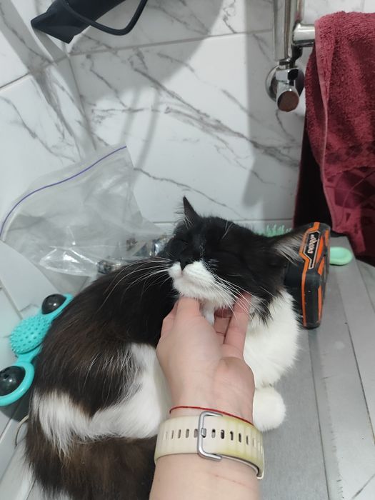 Срочно кошка в добрые руки