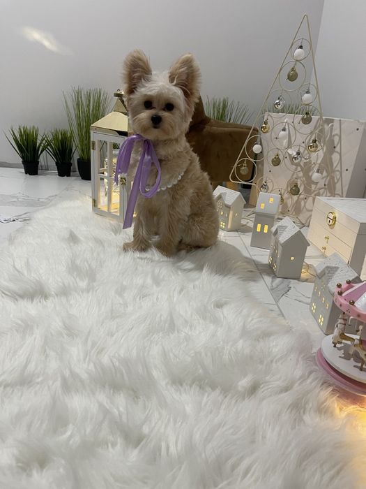 Помапу — Ніжна шерсть, велике серце