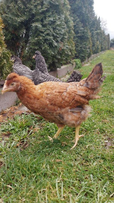 Green Shell Zielone Jajka Kury