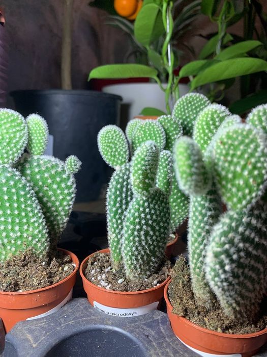 Кактус  Опунция /