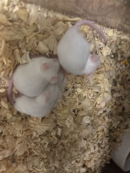 Myszka, mysz biała, mysz laboratoryjna
