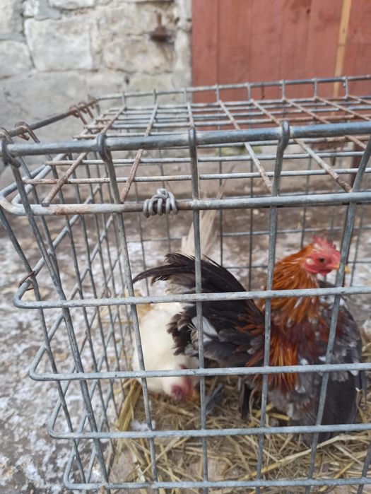 Sprzedam koguty seramy