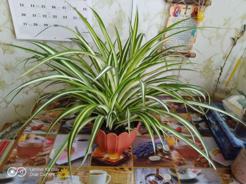 Квіти кімнатні , хлорофітум