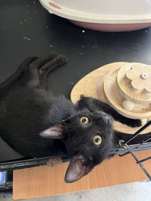 Mogli- Gatinho bebé