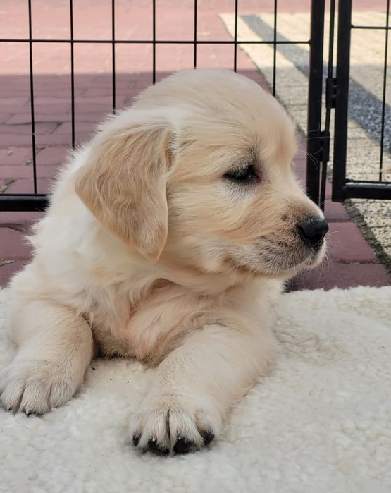 Golden Retriever szczeniak