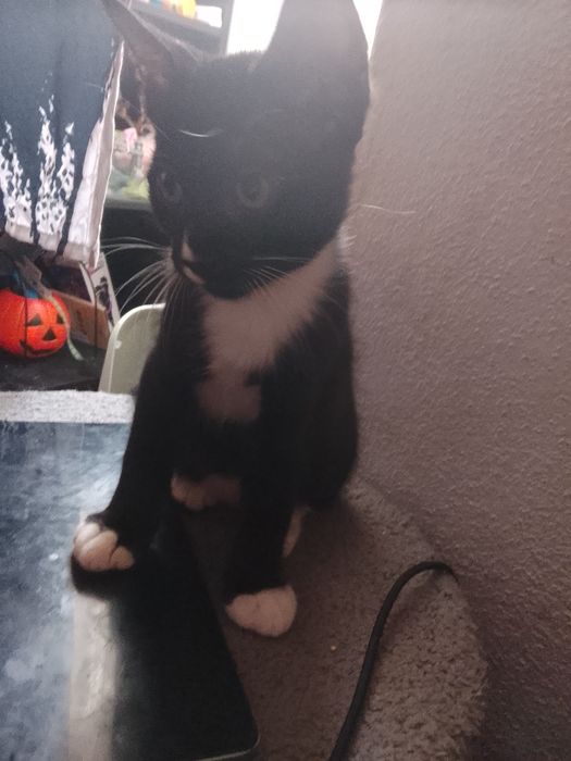 Gatinho e gatinha