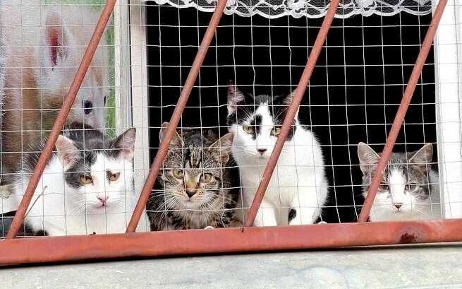 Cztery młode ok. 6 miesięczne (3 kotki i 1 koteczka )