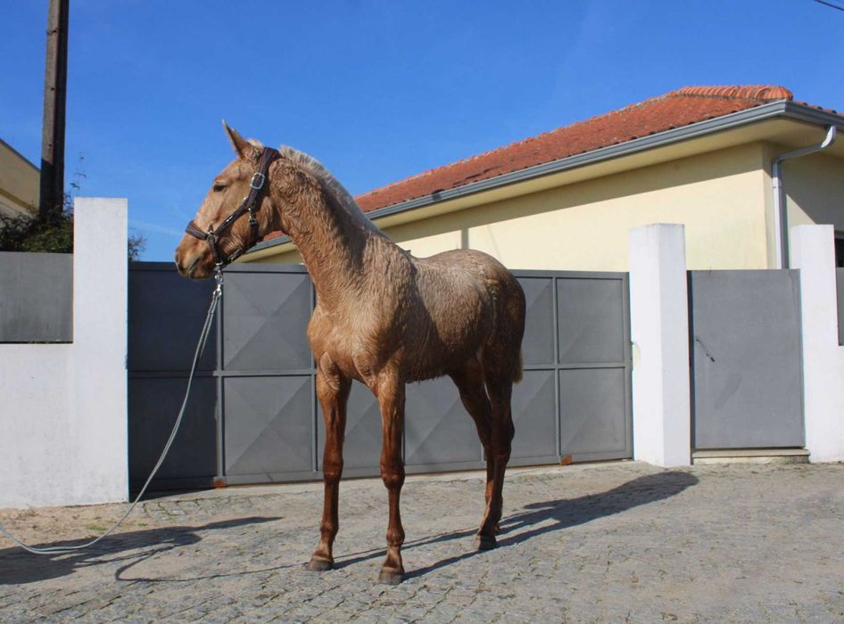 Poldra Lusitana palomina