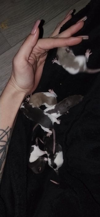 Отдам ручных крисят в хорошие руки )))