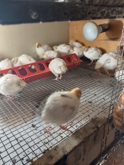 Продам молодняк перепела Техас