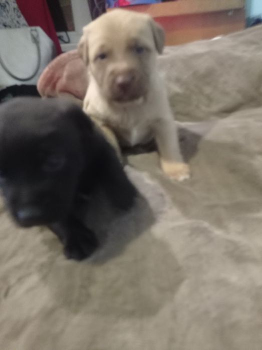 Шикарні цуценя бронюйте