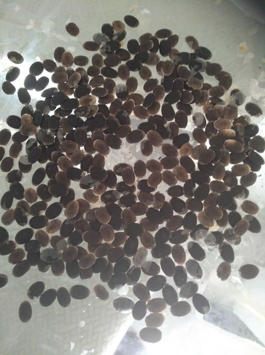 Luffa esponja vegetal_sementes