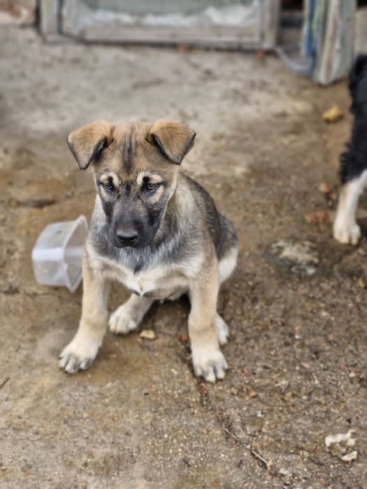 Цуценята шукають домівку