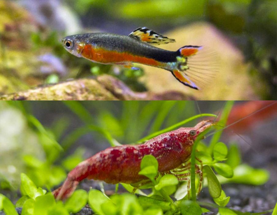 Zestaw życia do akwarium 10l - kolorowe mikrorybki i czerwone krewetki