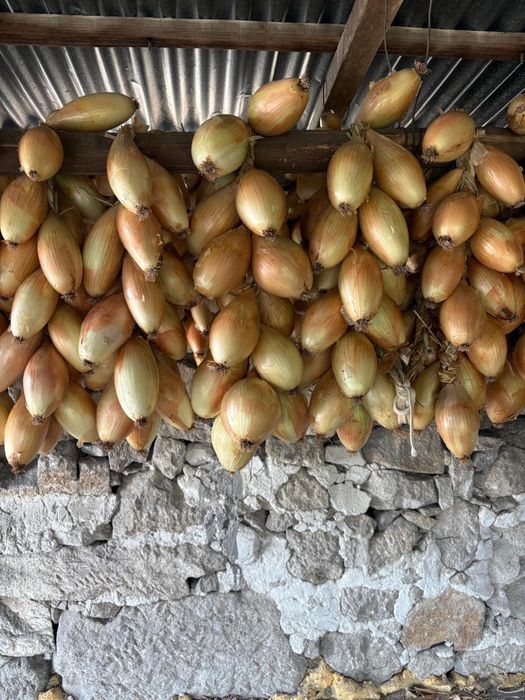Cebolas encabadas