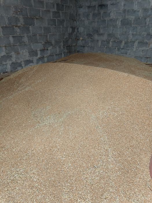 Pszenica ozima Wenecja i GROCH polecam