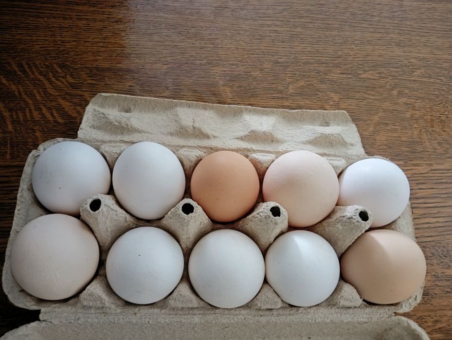 Jaja wiejskie z wolnego wybiegu