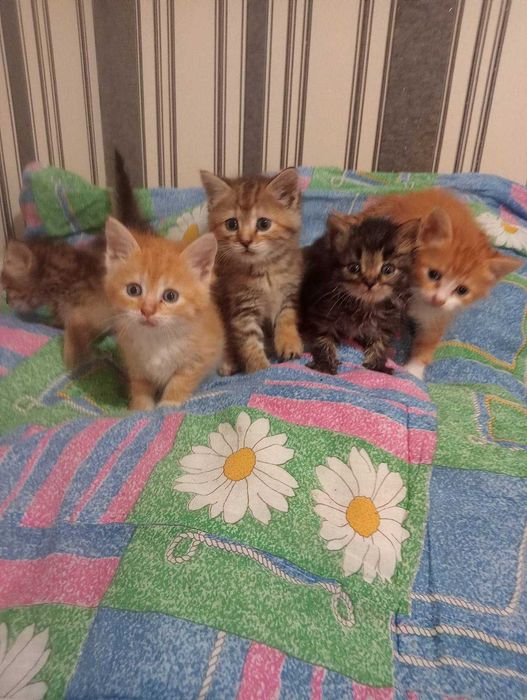 Отдаются маленькие котята