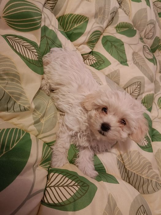 Oddam pieski w dobre ręce.