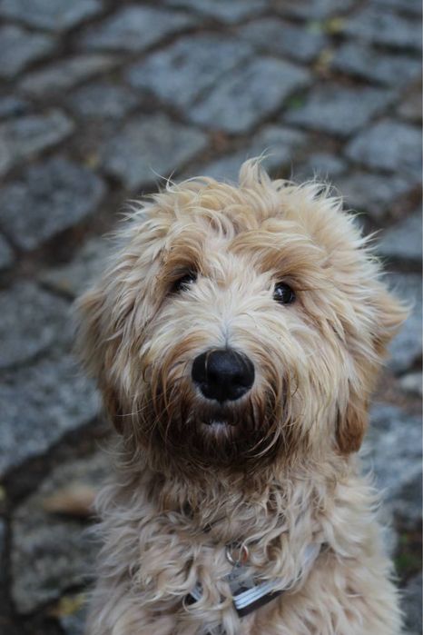 Цуценята лабрадуделі