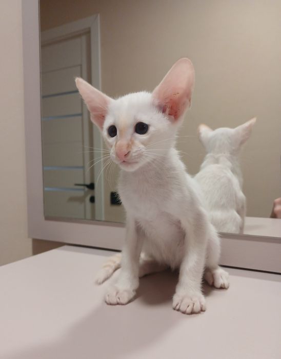 Орієнтальний хлопчик