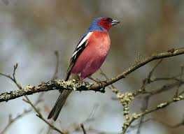 Varias aves de fauna anilhadas 2025