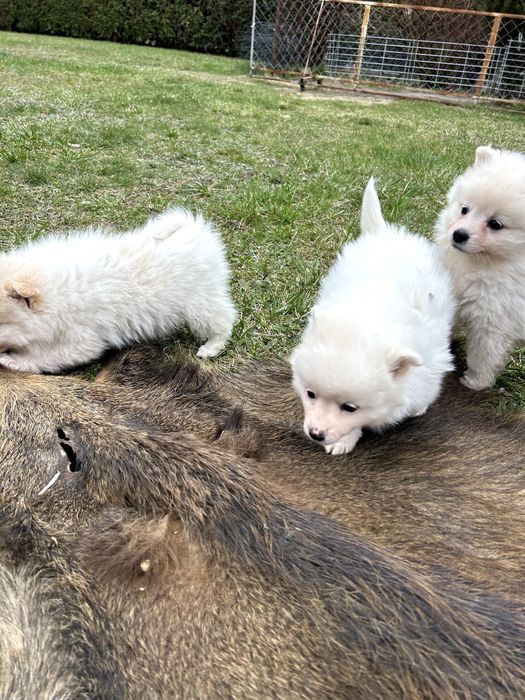 Szpic Średni szczenię