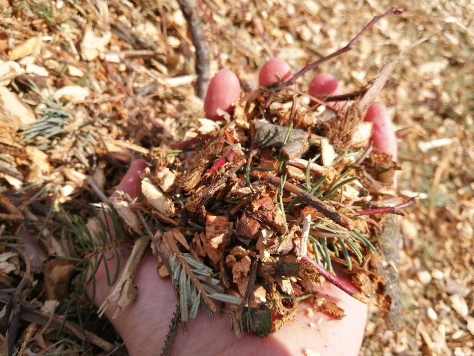 Zrębki z drzew iglastych - workowane z transportem