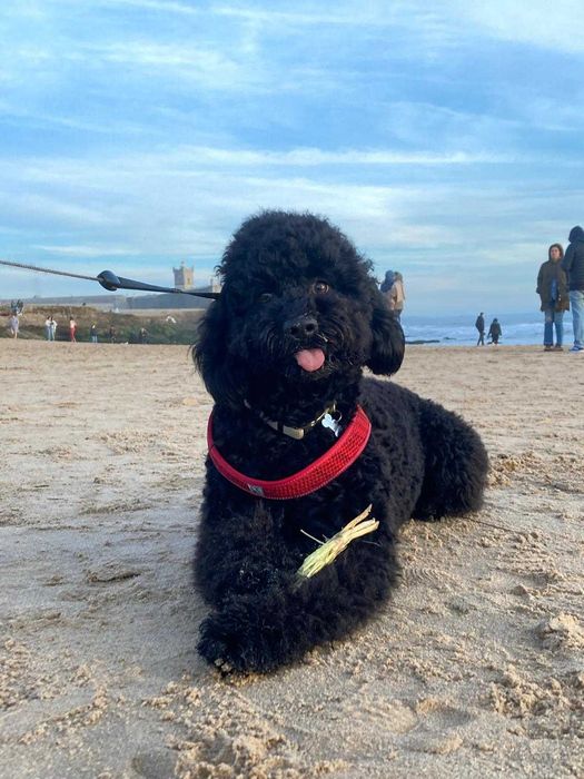 Pet Sitter / Dog Walker - Cuidadora de cães